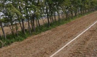 25公分的銀杏樹價(jià)格 25公分的銀杏樹價(jià)格