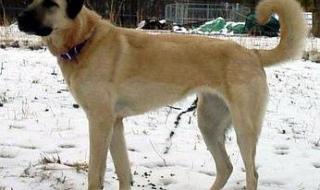 大型寵物狗的品種及圖片 大型寵物狗的品種及圖片