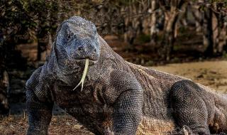 孟加拉巨蜥印度事件原視頻