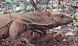 孟加拉巨蜥印度事件原視頻