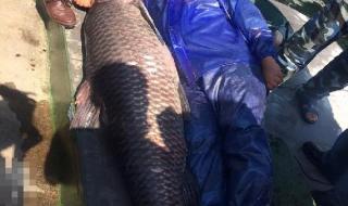 千島湖180斤大魚王 千島湖180斤大魚王