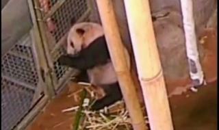 動物園又更新丫丫視頻了