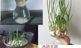 觀察日記《大蒜》 三年級(jí)植物觀察記錄卡作業(yè)